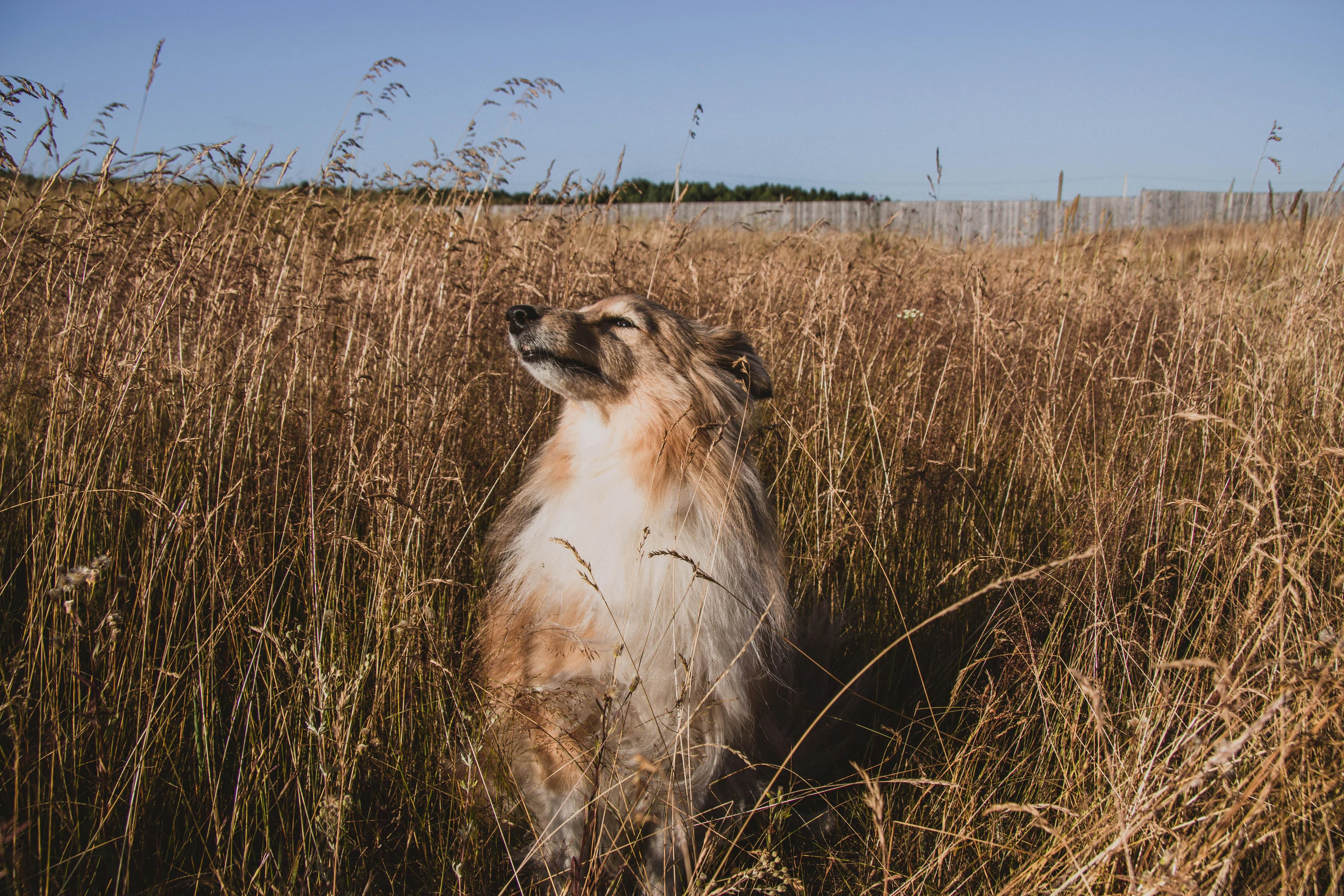 Quiet Down! Surefire Ways to Stop Excessive Dog Barking
