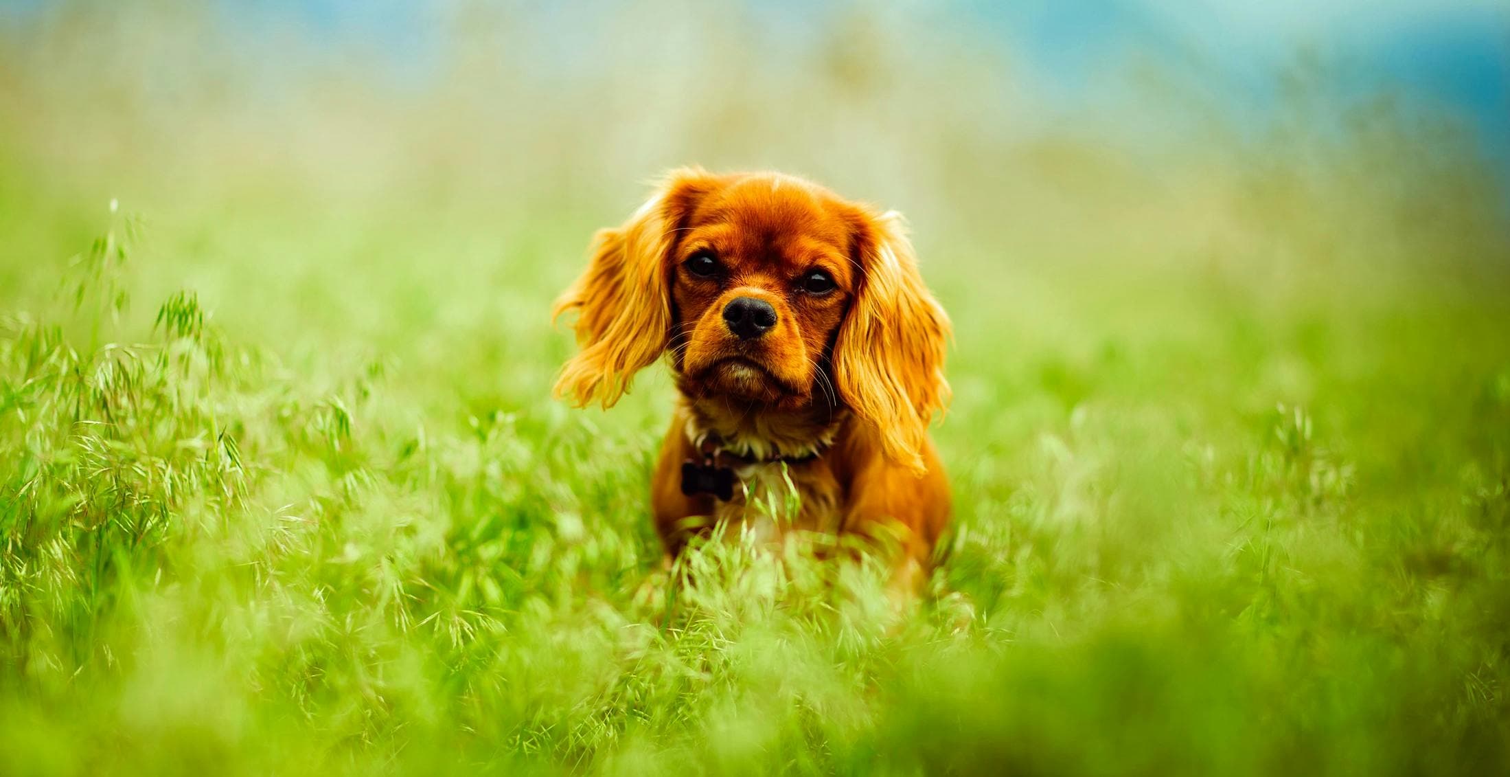 Spotting the Signs: How to Tell if Your Dog Is Anxious