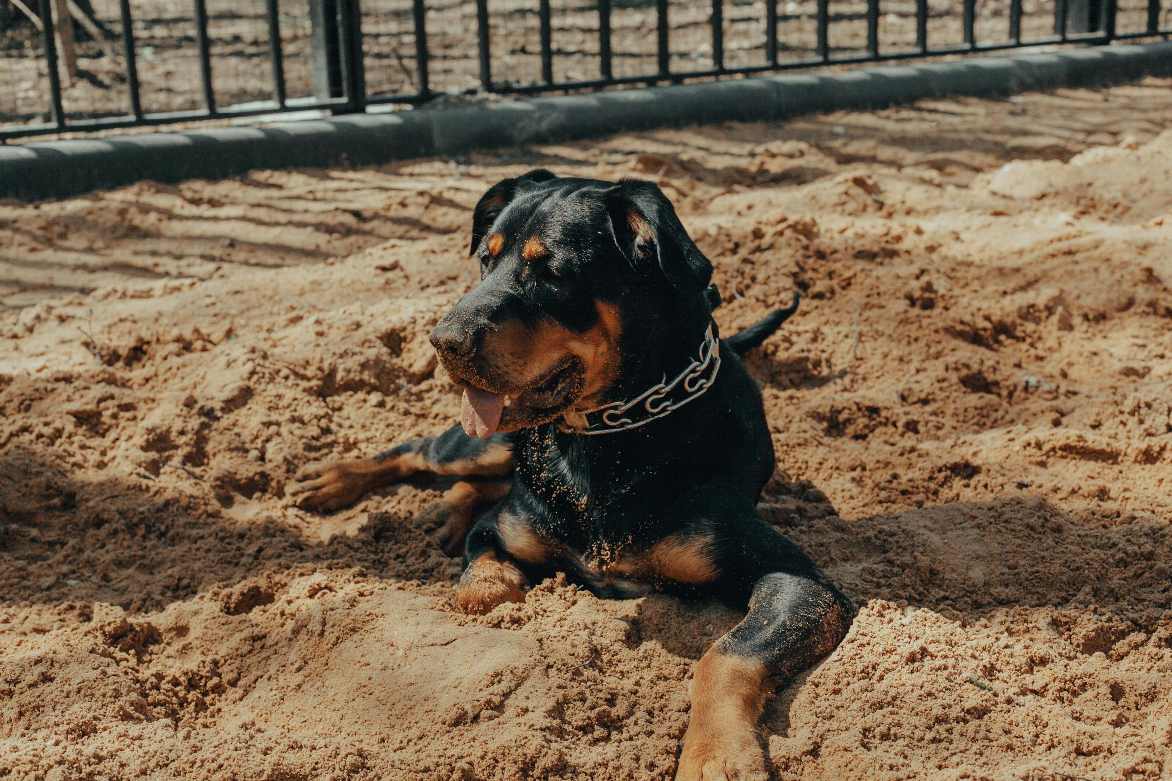 Robust and Reliable: Popular Names for Rottweilers