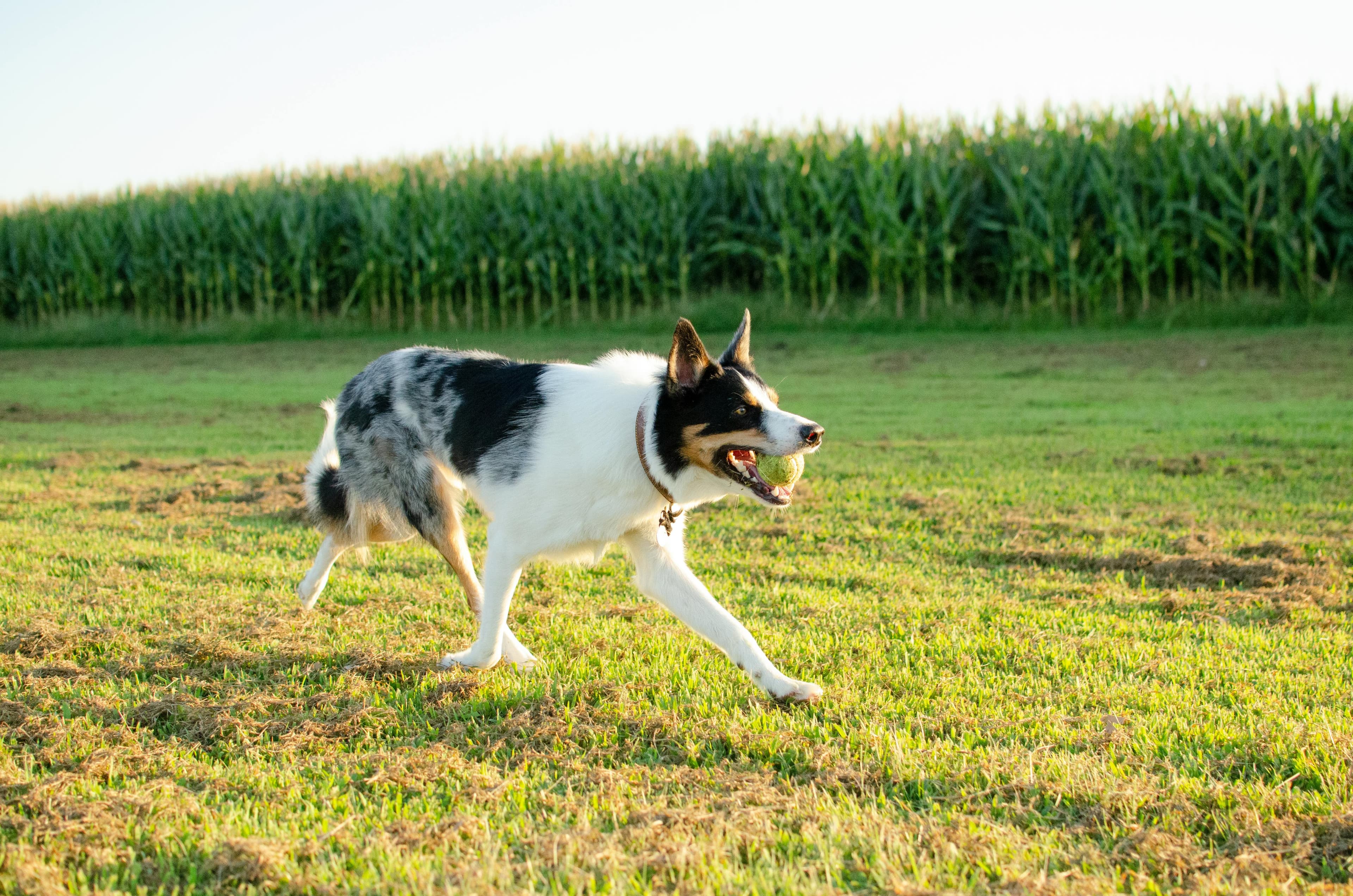 Bright Names for Bright Dogs: Popular Border Collie Names