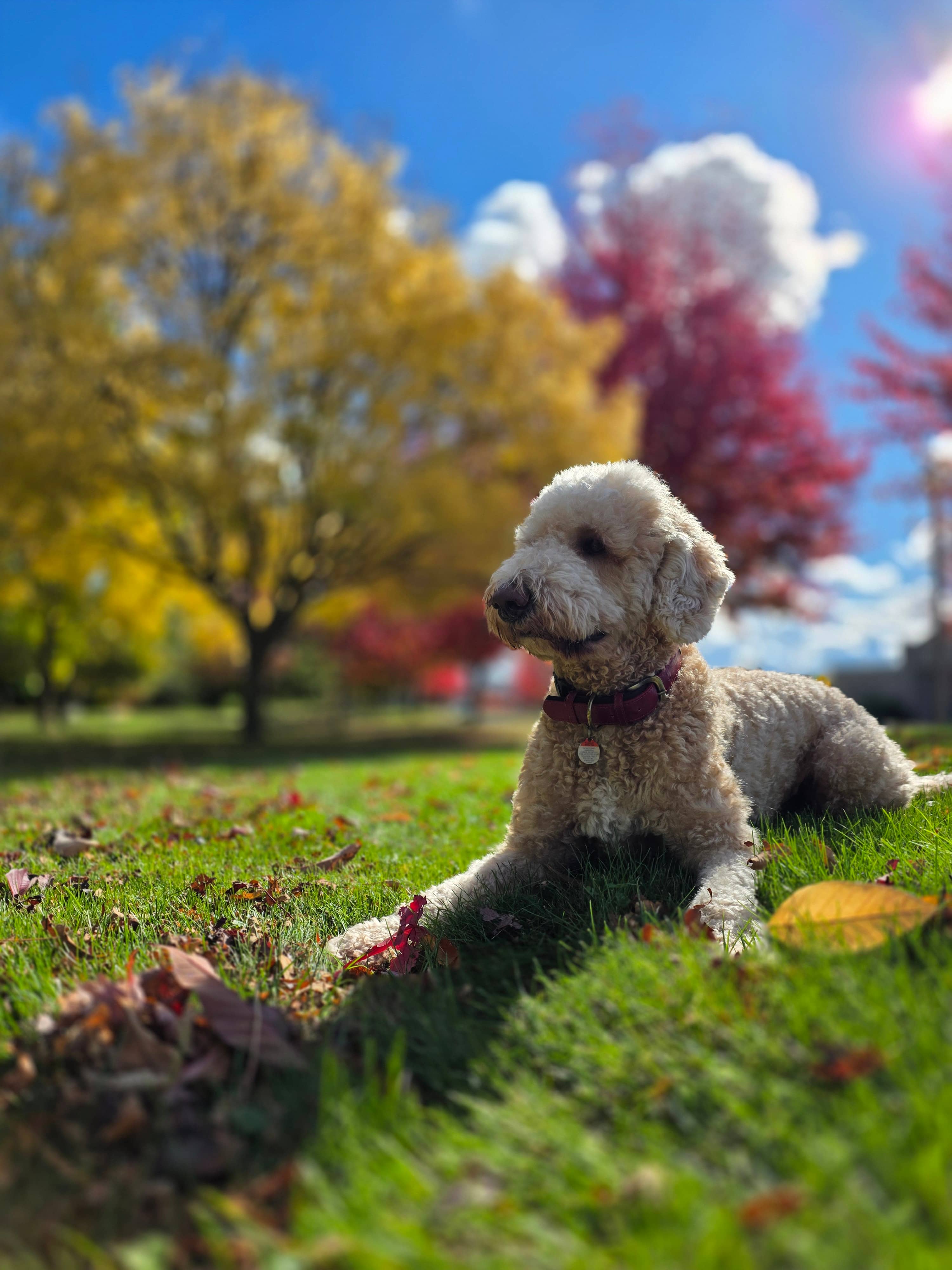 It Started With Yoshi: Why We’re Building a Community Dog Care App